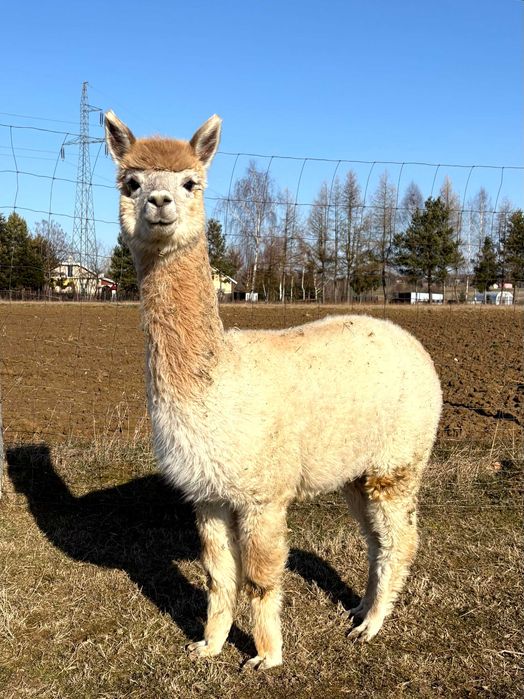 Alpaka - młoda samica