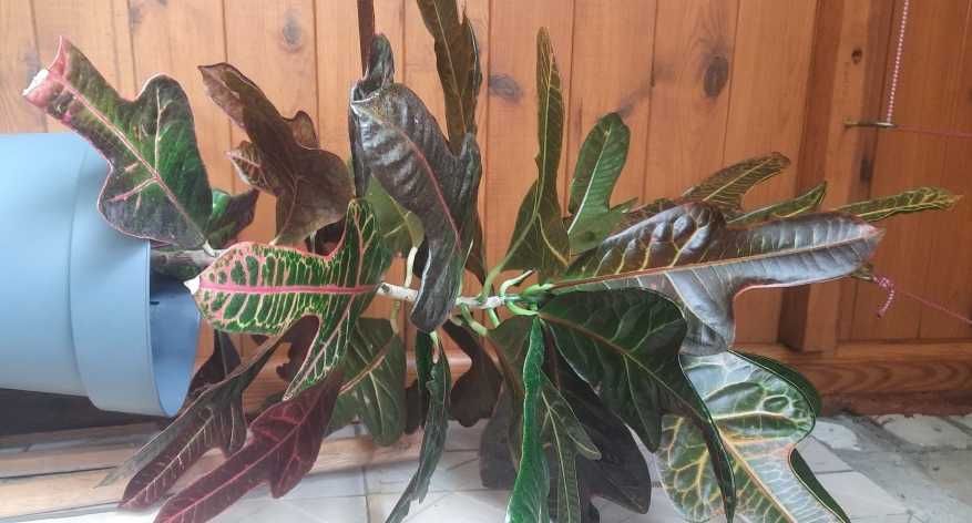 Горщіки Квіти Кротон Фікус Пеперомія