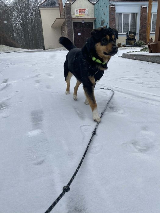 do adopcji pies REKS