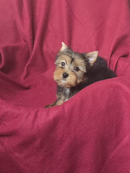 Suczka Yorkshire terrier