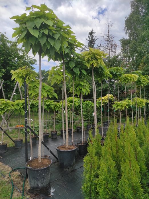 Catalpa Katalpa Surmia 200-220cm Transport do klienta