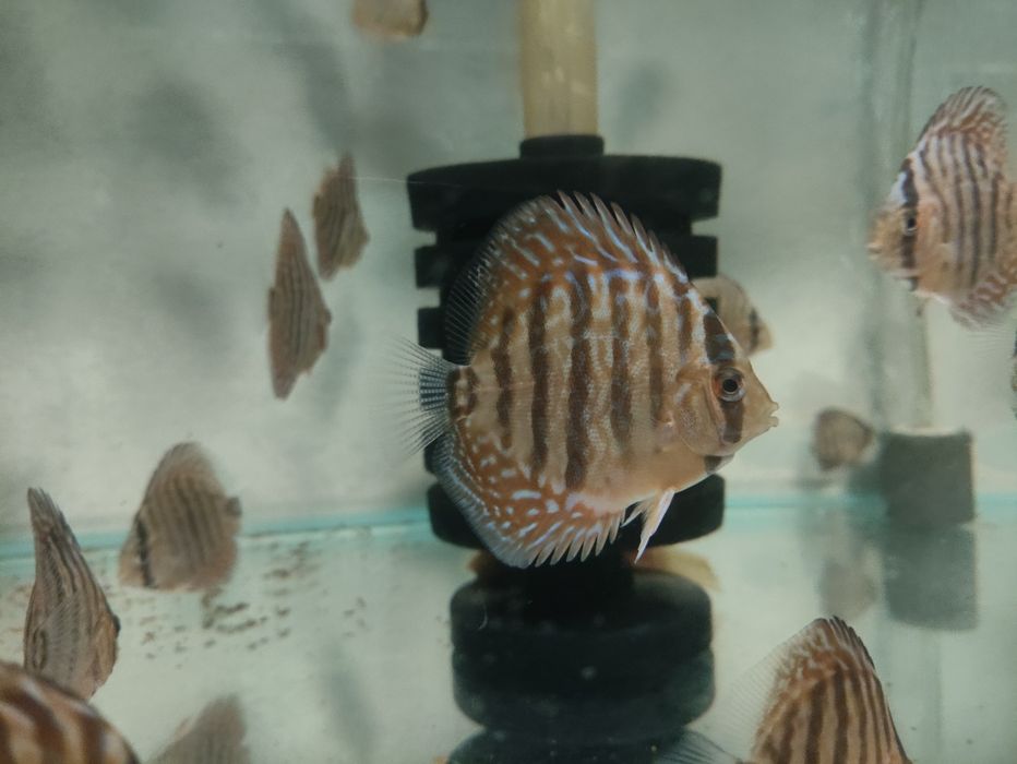 Paletki Blue Tiger Leopard Rarytas!!!