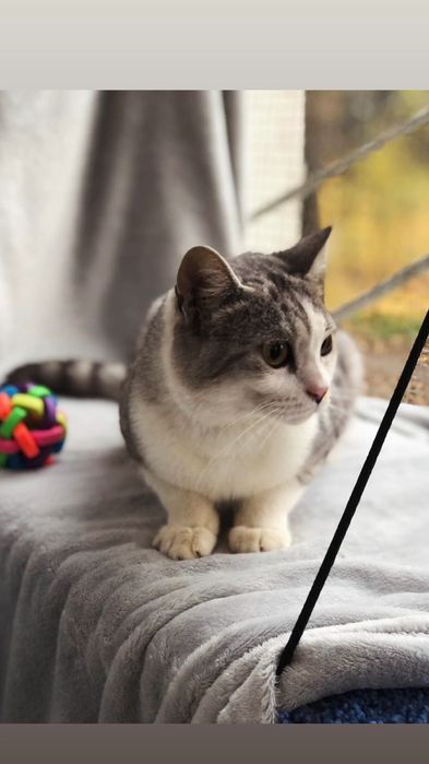 Отдам шиншилового кота, метис шотландца, 1,5 года, кастрирован,