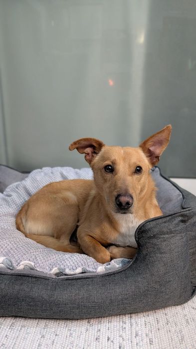 Cão pequeno e meigo