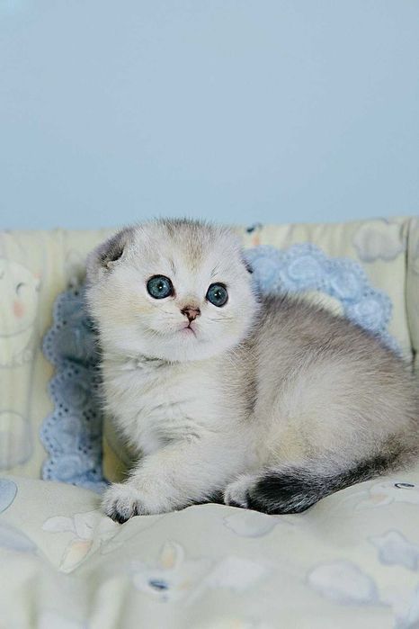 Шотландська висловуха Дольче окрас Срібляста шиншила