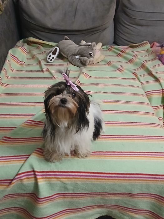 York Biewer śliczny piesek