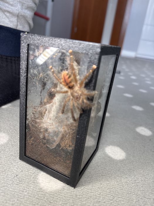 Avicularia juruensis m1 1,5 dc ns