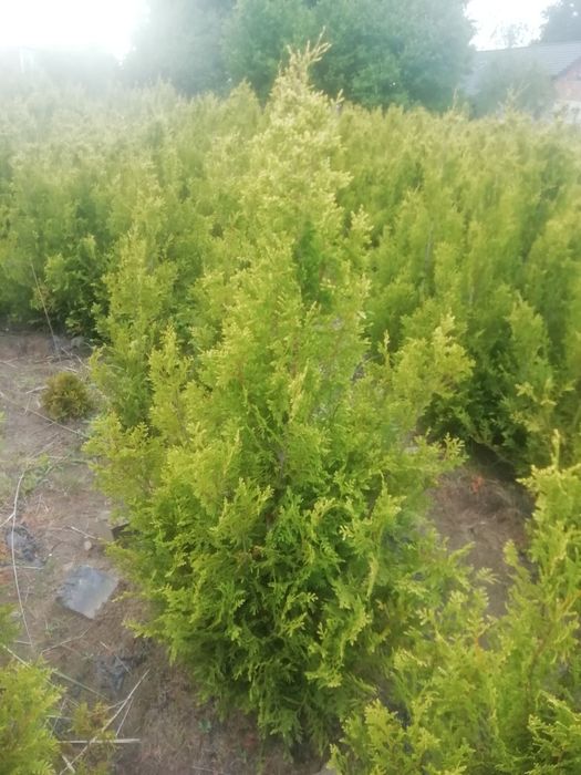 Tuja brabant 200 cm wysoka w cenie 30 zł