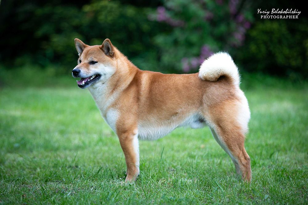 Открыт для вязки шикарный и темпераментный кобель SHIBA INU (шиба)