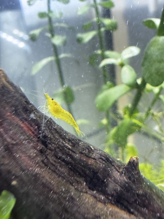 Krewetki Neocaridina  davidi var. Yellow