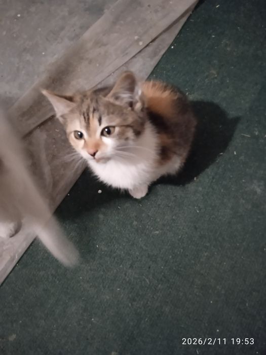 Котики в добрі руки