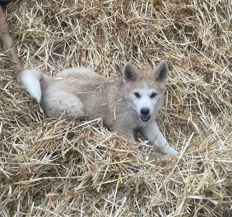 Аляскінський маламут-