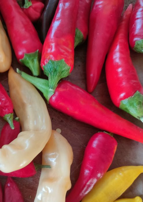 Sementes de chillies/ pimentas/ malaguetas