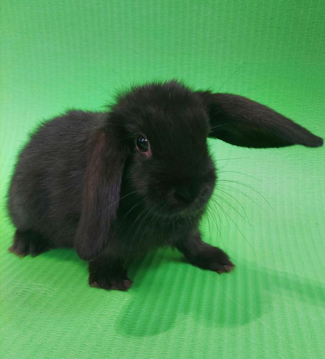Карлікові,Декоративні кролики