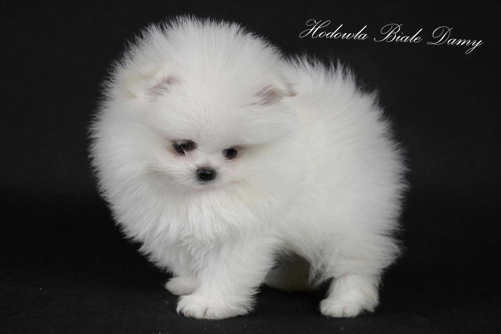 Szpic miniaturowy Pomeranian Boo Szpice Śląskie Rodowód Samiec Hary