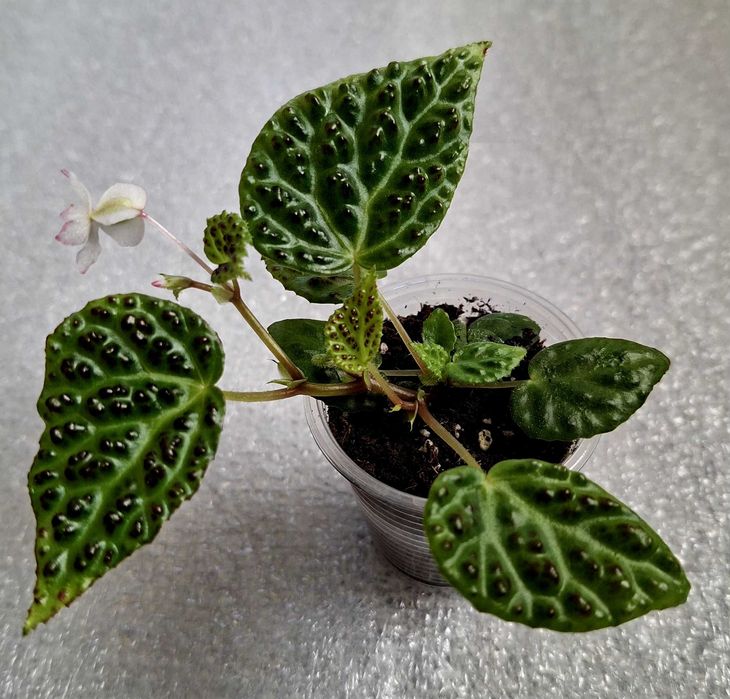 Бегонія Дракопельта (begonia dracopelta). Дітка