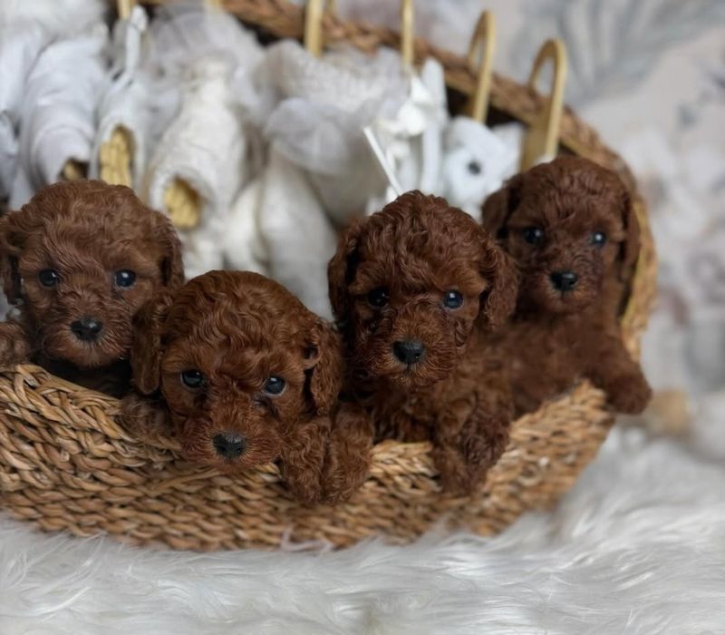 Шикарні малята той пудель, темний ред браун