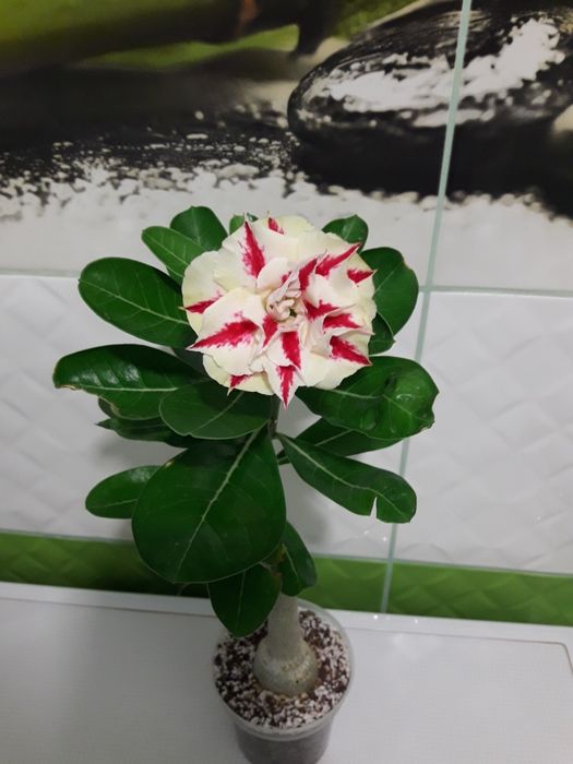 Продам сортовые адениумы