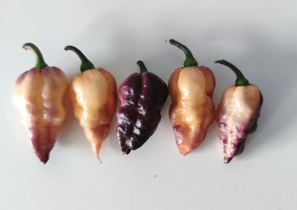 Sementes de pimentas