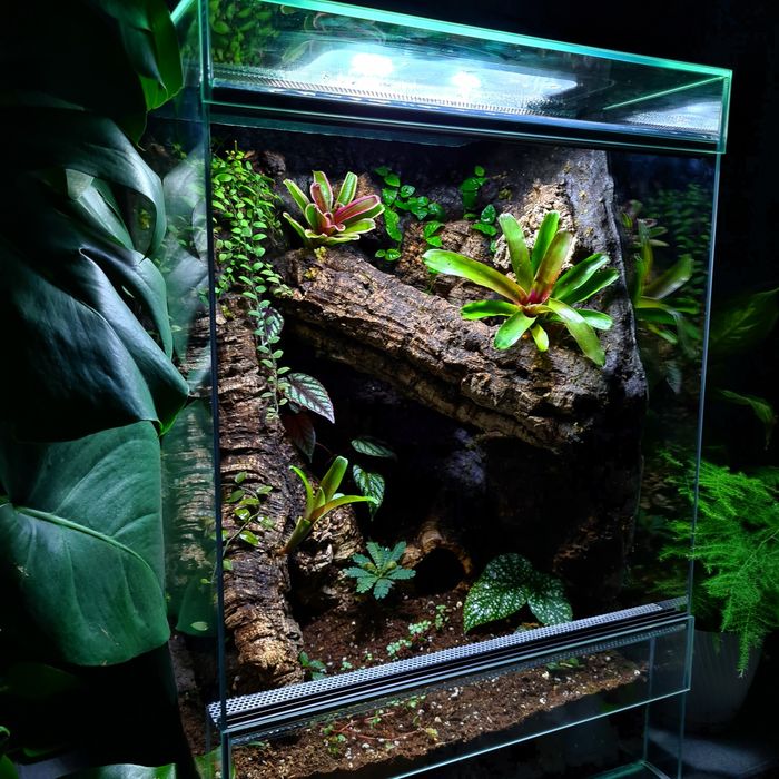 Terrarium na wymiar z aranżacją! Gekon, drzewołazy, agama