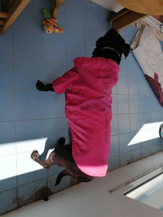 Camisola impermeável para cão