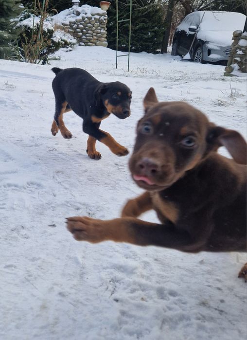 Добермани(МЕТИСИ)