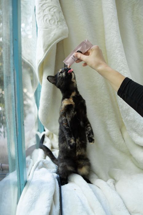 Соня в пошуку своєї родини