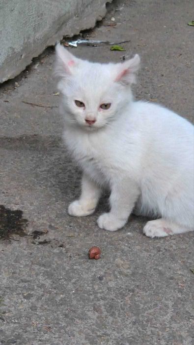 Отдам белого котенка, мальчик, 2,5 месяца