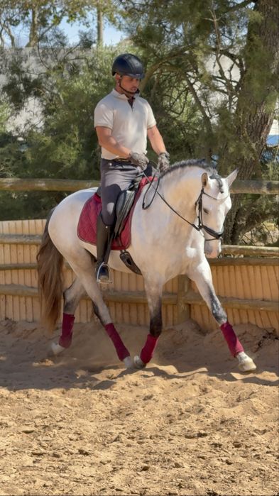 Excellent  Cavalo Veiga   PSL   Blue book complet !
