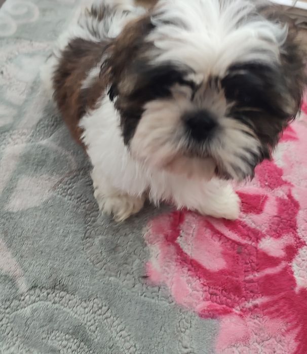 Shihtzu suczka tricolor