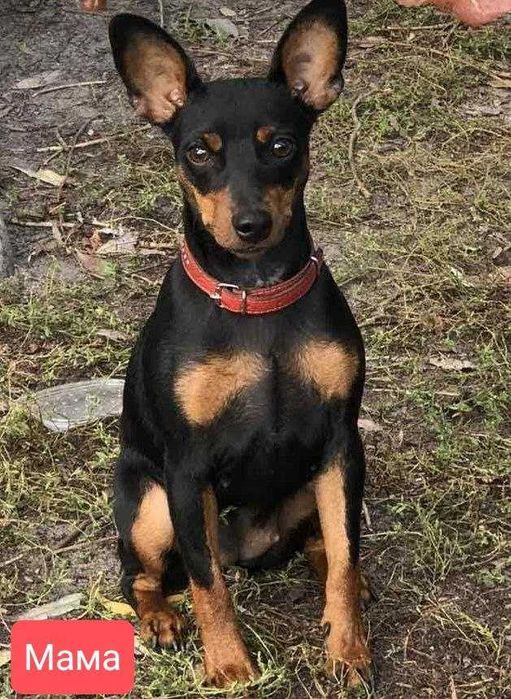 Цвергпинчер щенки