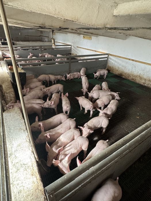 Свиноферма полного цикла