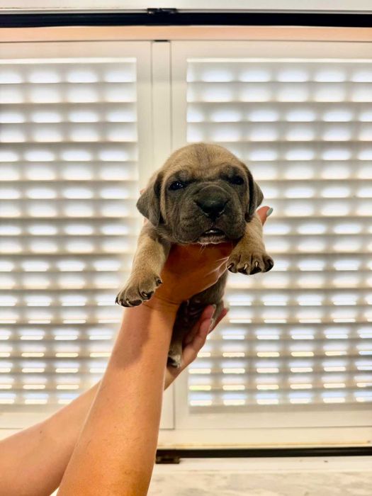 Cane Corso Italiano com LOP