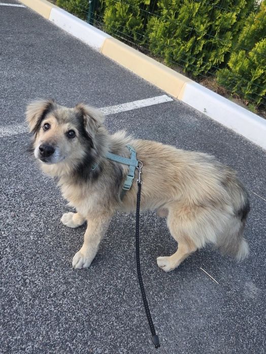 Пес собака коргі-подібний шукає дім родину на доживання старенький  ос