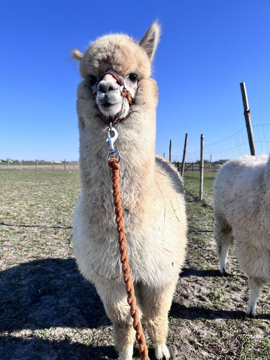 Alpaka młode samczyki 2025