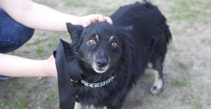 bubo porzucony daj dom aktualne