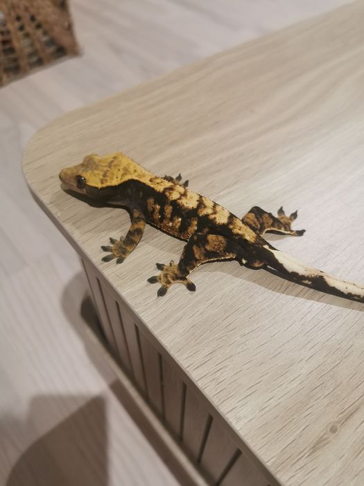 Gekon orzęsiony samiec