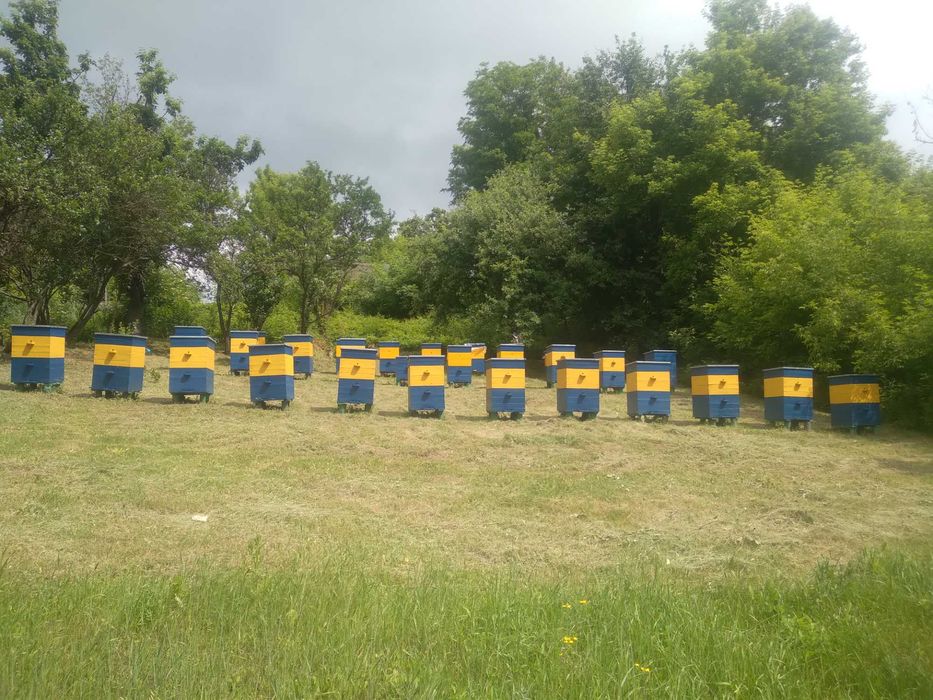 Натуральний квітковий мед