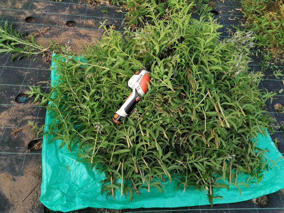 Lúcia-Lima Biológica