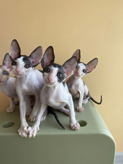Корніш Рекси кошенята