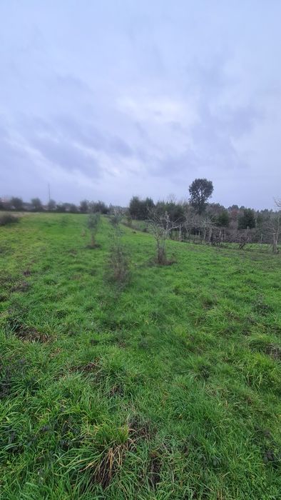 Terreno em Pinheiro de Coja