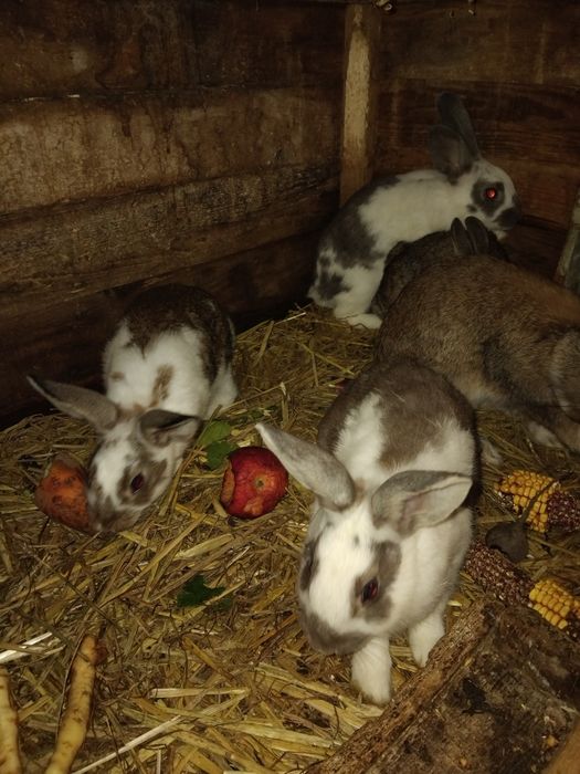 Króliki mieszańce