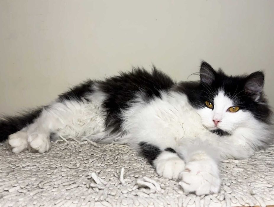 Пухнастий малюк Ларік шукає дім і люблячу людину! кошеня 4.5міс кіт