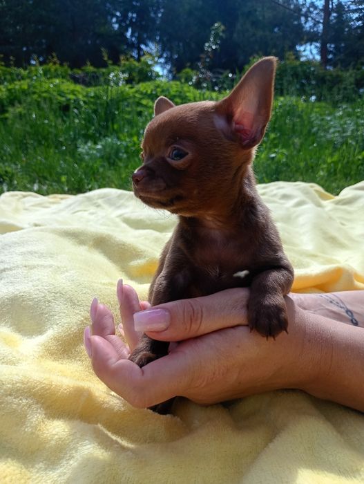 *** czekoladowy chłopczyk***