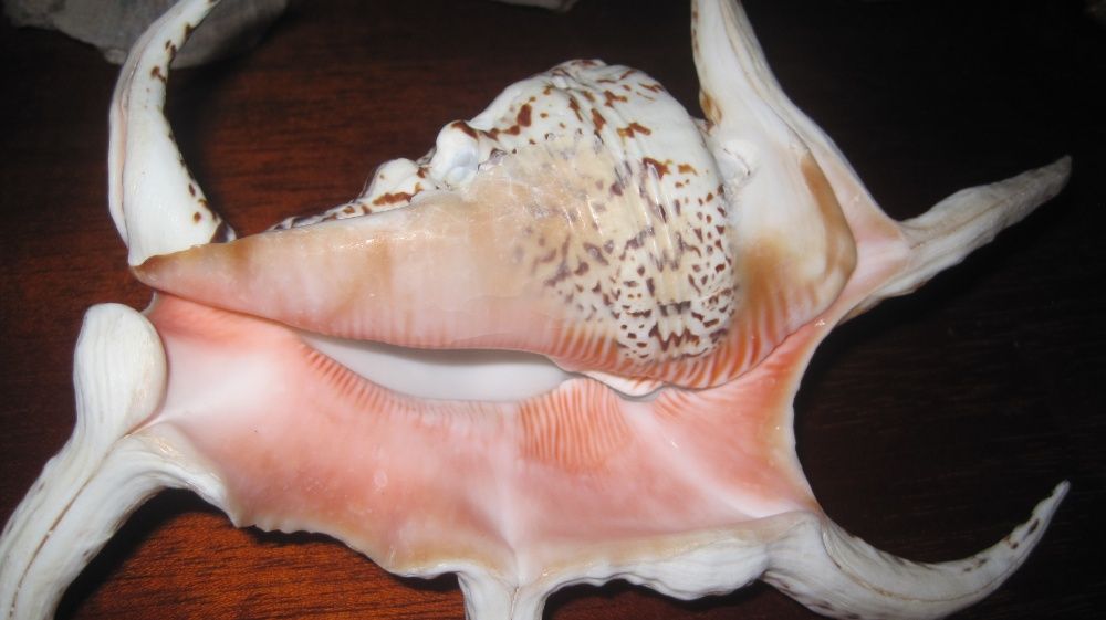 мушли ракушки с тропических морей Индийского и Тихого океанов