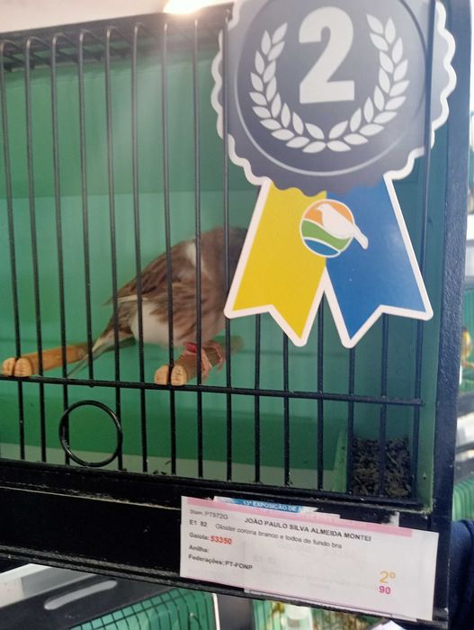 Canários Glosters para ceder