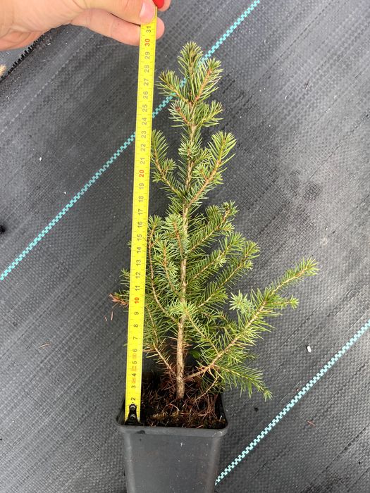 Świerk Serbski (Picea Omorica) p9 4 latek