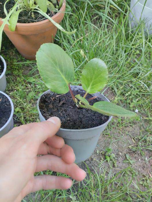 Bergenia zimozielone liście różowe kwiaty sadzonka w doniczce