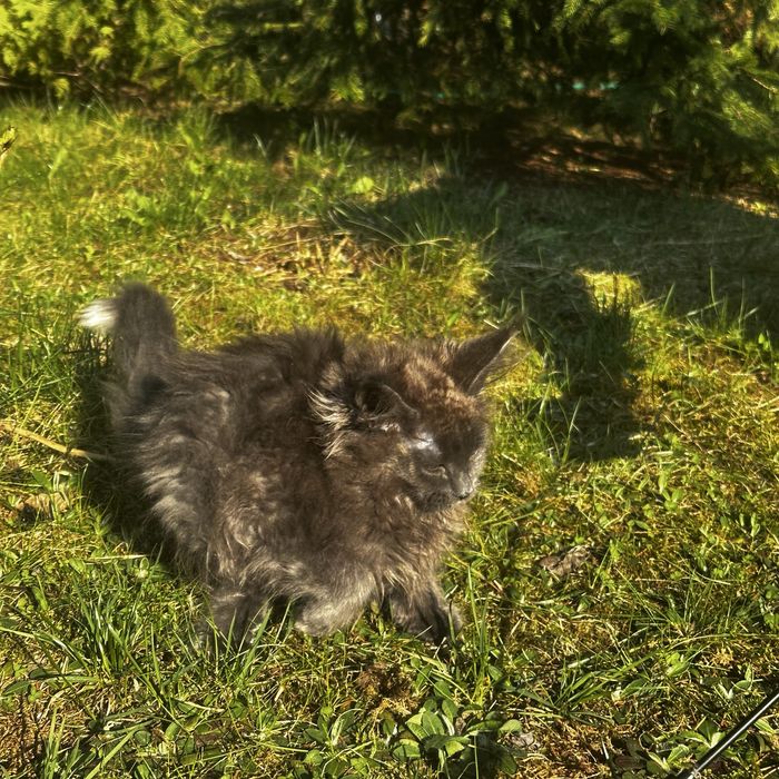 Sprzedam kota Maine Coon