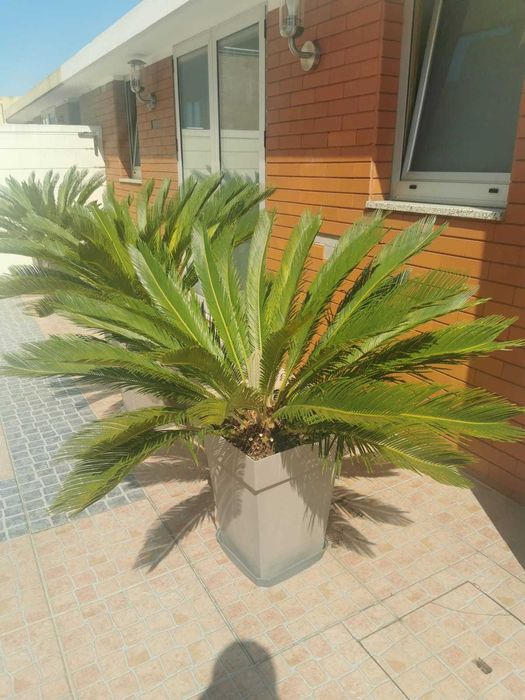 Planta Sica grande